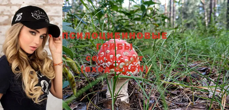 MEGA ссылки  Мирный  Галлюциногенные грибы Psilocybine cubensis  дарнет шоп 